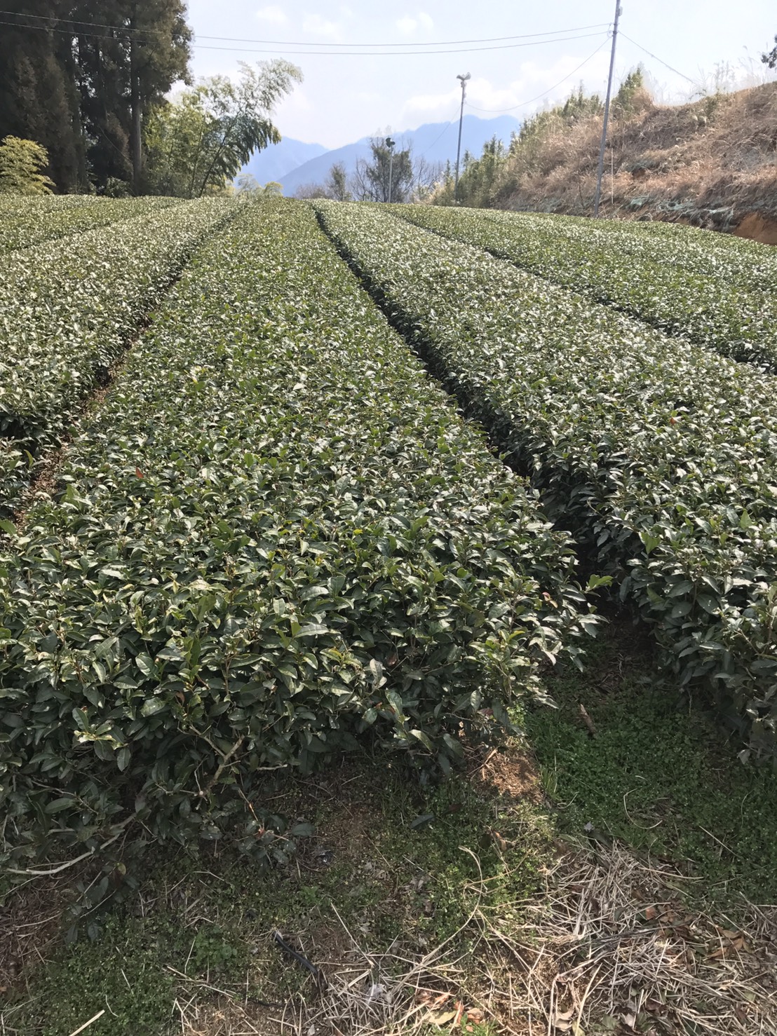 1茶畑