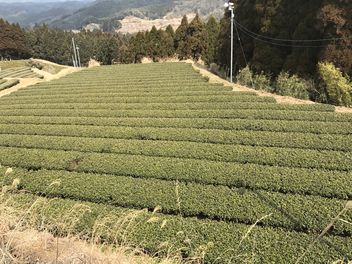 茶畑2　